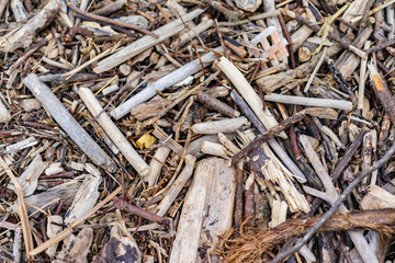 Flotsam at the beach