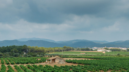 Fototapeta na wymiar Beautiful view of vineyards near Tarragona, Catalonia, Spain