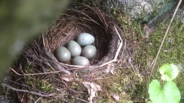 eggs in a laying in a nest.