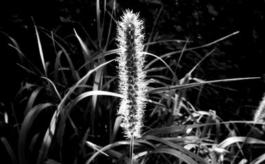 Single fluffy grass spikelet in nature close-up, backlight. black and white photo