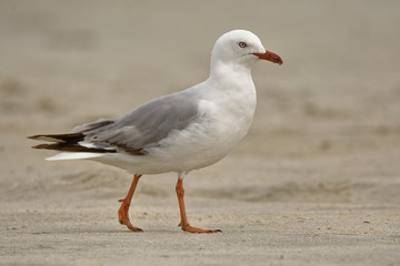 Red-billed Gull - Chroicocephalus scopulinus - in maori tarapunga, also known as the mackerel gull, is a native of New Zealand