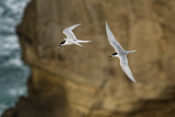 White-fronted Tern - Sterna striata  - tara in Maori language living in New Zealand, flying, hunting and feeding with his prey