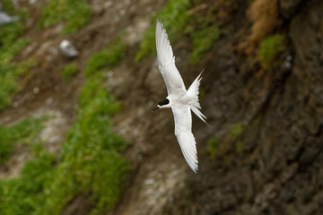 White-fronted Tern - Sterna striata  - tara in Maori language living in New Zealand, flying,...