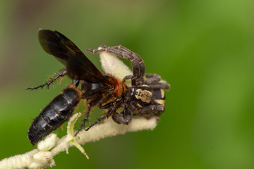 Blurry picture of a spider jumping with a victim