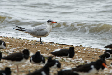 Caspian Tern - Sterna caspia (Hydroprogne caspia) is a species of tern, which is the  world's largest ternwith. North America, locally in Europe, Asia, Africa, Australasia
