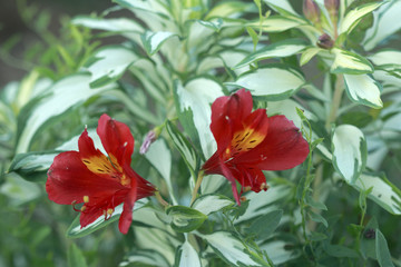 Obraz premium Fleurs exotiques