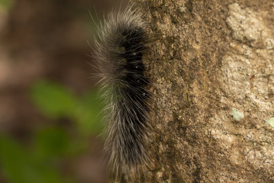 Image macro of black caterpillar worm in the wild