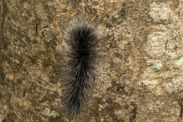 Image macro of black caterpillar worm in the wild