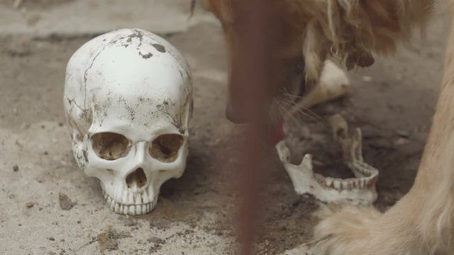 the dog is eating a human skull