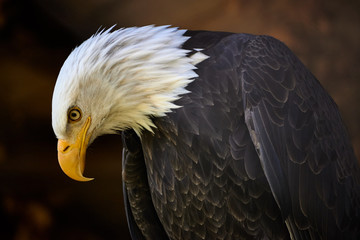 Weißkopfseeadler in Nahaufnahme (Haliaeetus leucocephalus)