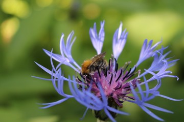 bumblebee on a flower of a mountain cornflower
