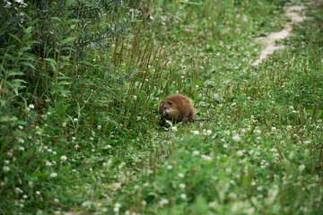 selective focus of brown ondatra in green meadow