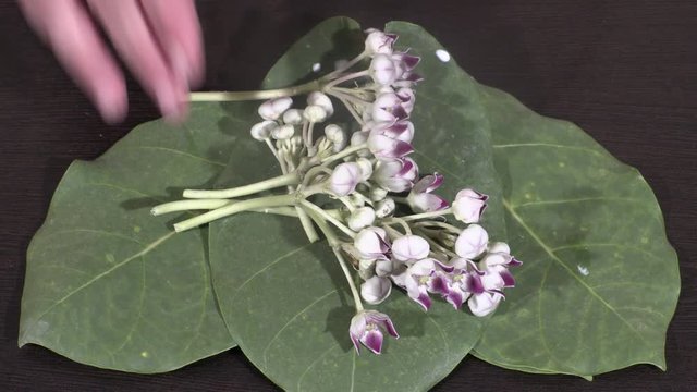AKDA, AAK. Calotropis procera Asclepiadaceae flowers,aak leaves and flowers on wooden background,aak isolated