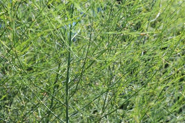 delicate green asparagus in the sun