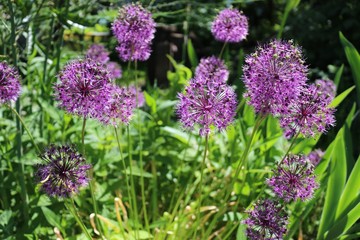 flowers of purple decorative Allium bow