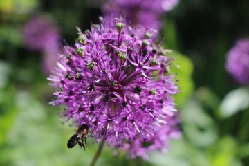 flowers of purple decorative Allium bow