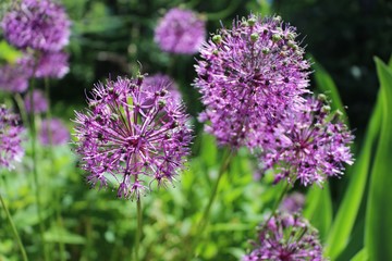 flowers of purple decorative Allium bow