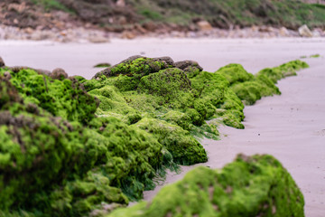 Abstract seaweed