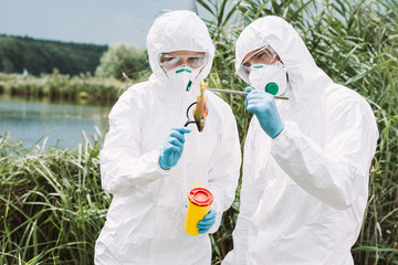 male scientist in protective mask and suit holding fish by tweezers while his colleague examining...