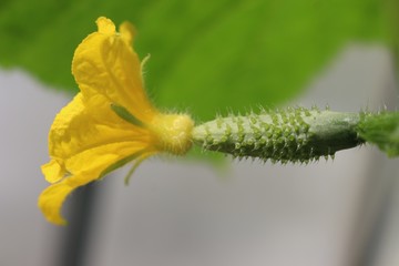 beautiful flower and cucumber ovaries on a background of leaves