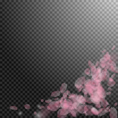 Sakura petals falling down. Romantic pink flowers corner. Flying petals on transparent square backgr