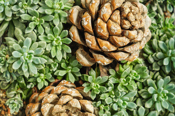                 natural background of small cacti and cedar cone
