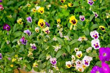 Colorful pansy flowers in garden