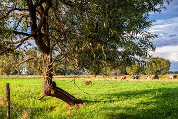 Wiejskie klimaty Podlasie © podlaski49