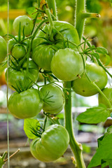 Bunch of large green tomatoes on a bush, growing selected tomato in a greenhouse