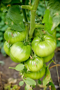 Bunch of large green tomatoes on a bush, growing selected tomato in a greenhouse