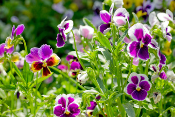 Obraz premium Flowering purple pansies in the garden