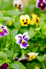 Fototapeta premium Heartsease pansy flowers in garden