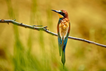 Bienenfresser Vogel (Merops apiaster) in wilder Natur, Gerolsheim, Deutschland