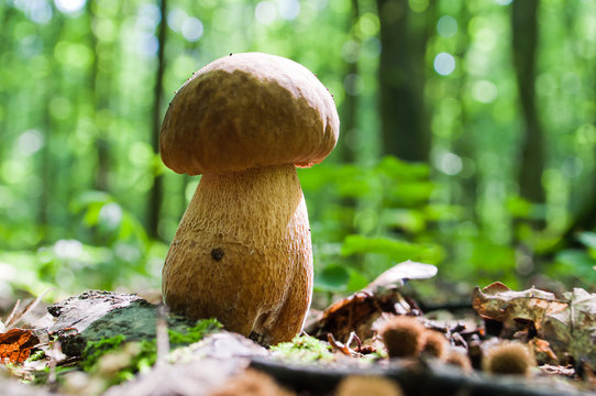 Mushroom (Boletus edulis) growing in forest.