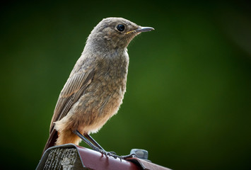 Grauschnäpper Vogel sitzt auf einem Hausdach isoliert vor grünem natürlichen Hintergrund in Trossingen, Deutschland