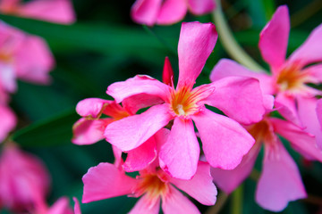 Fototapeta premium laurier rose