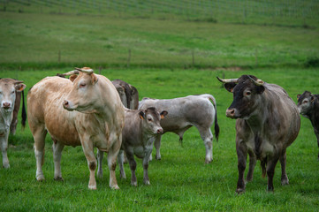 Bazadaise cows and calves daisy in the meadow