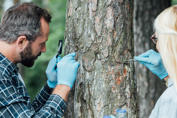 two colleagues scientists examining and taking sample of bark of tree outdoors - obrazy, fototapety, plakaty
