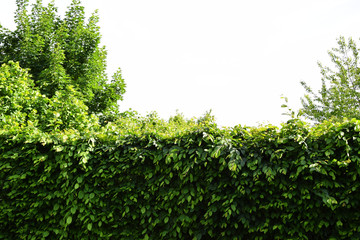Fototapeta na wymiar High top of a tree and dense leaves of a hedge - Green garden