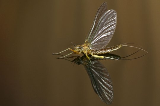Mayfly (Ephoron virgo)