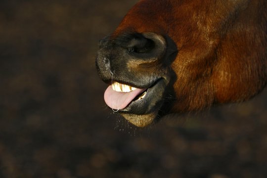 Horse snout