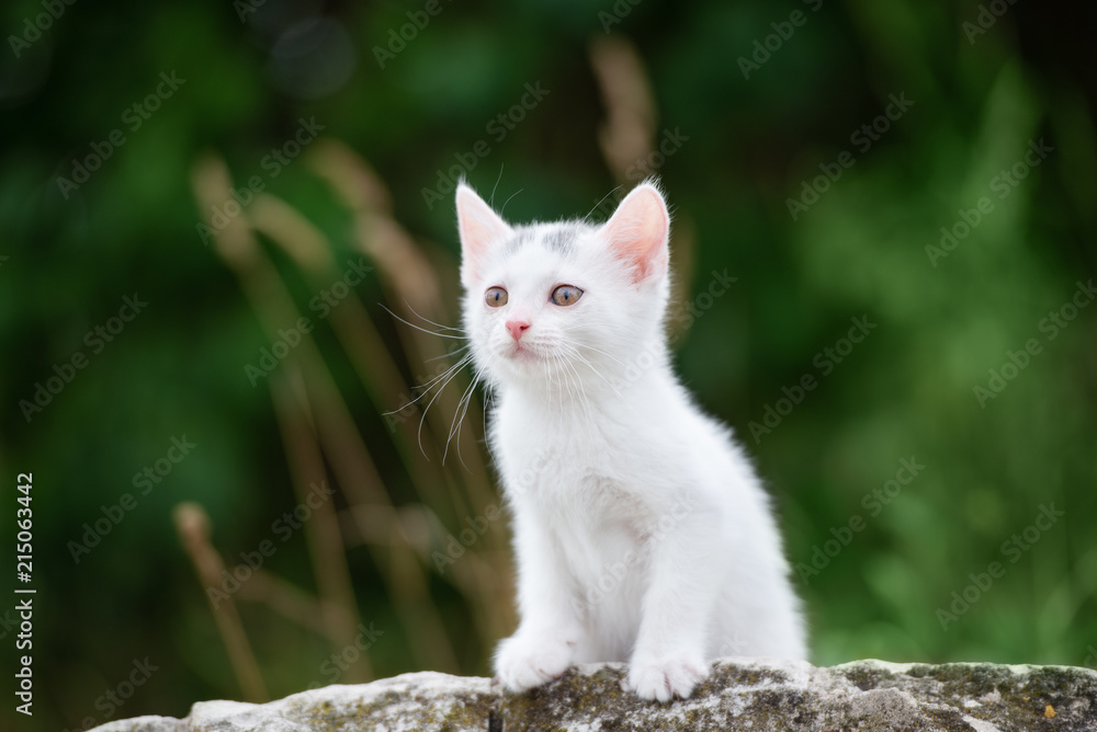 Wall mural white kitten posing outdoors in summer