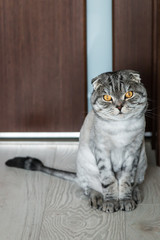 cat Scottish fold trimmed without for sites on the floor