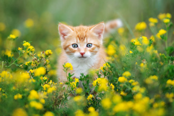 beautiful red kitten posing in grass outdoors