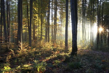 Common beeches (Fagus sylvatica), sunrise in a beech forest in autumn, Allgaeu region, Bavaria, Germany, Europe