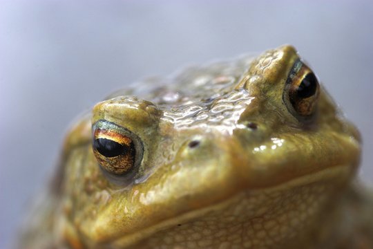 Toad (bufo bufo) In early spring they went to the next water trying to find a partner for multiplication.