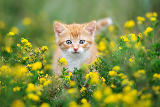 beautiful red kitten posing in grass outdoors - Powered by Adobe