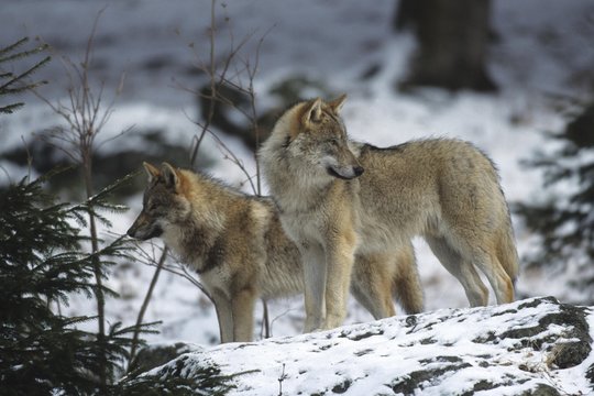 Grey or Timber Wolves (Canis lupus) in the snow, outdoor enclosure, Nationalpark Bayerischer Wald, Bavarian Forest National Park, Bavaria, Germany, Europe