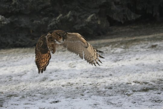 Eurasian Eagle Owl (Bubo bubo), hunting flight, winter, snow