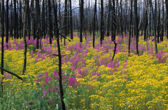 Fireweed (Epilobium angustifolium) and Ragwort (Senecio fuchsil) in a burnt down forest, Yukon, Canada, North America